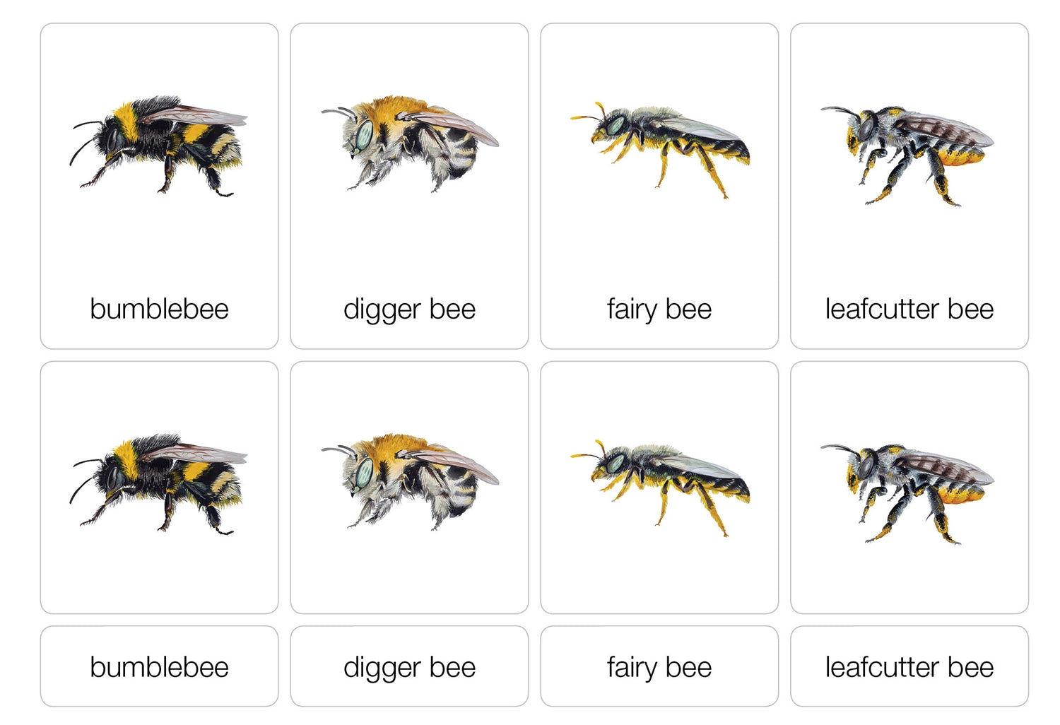 Types of Bees Nomenclature Cards 3-6 (Printed)