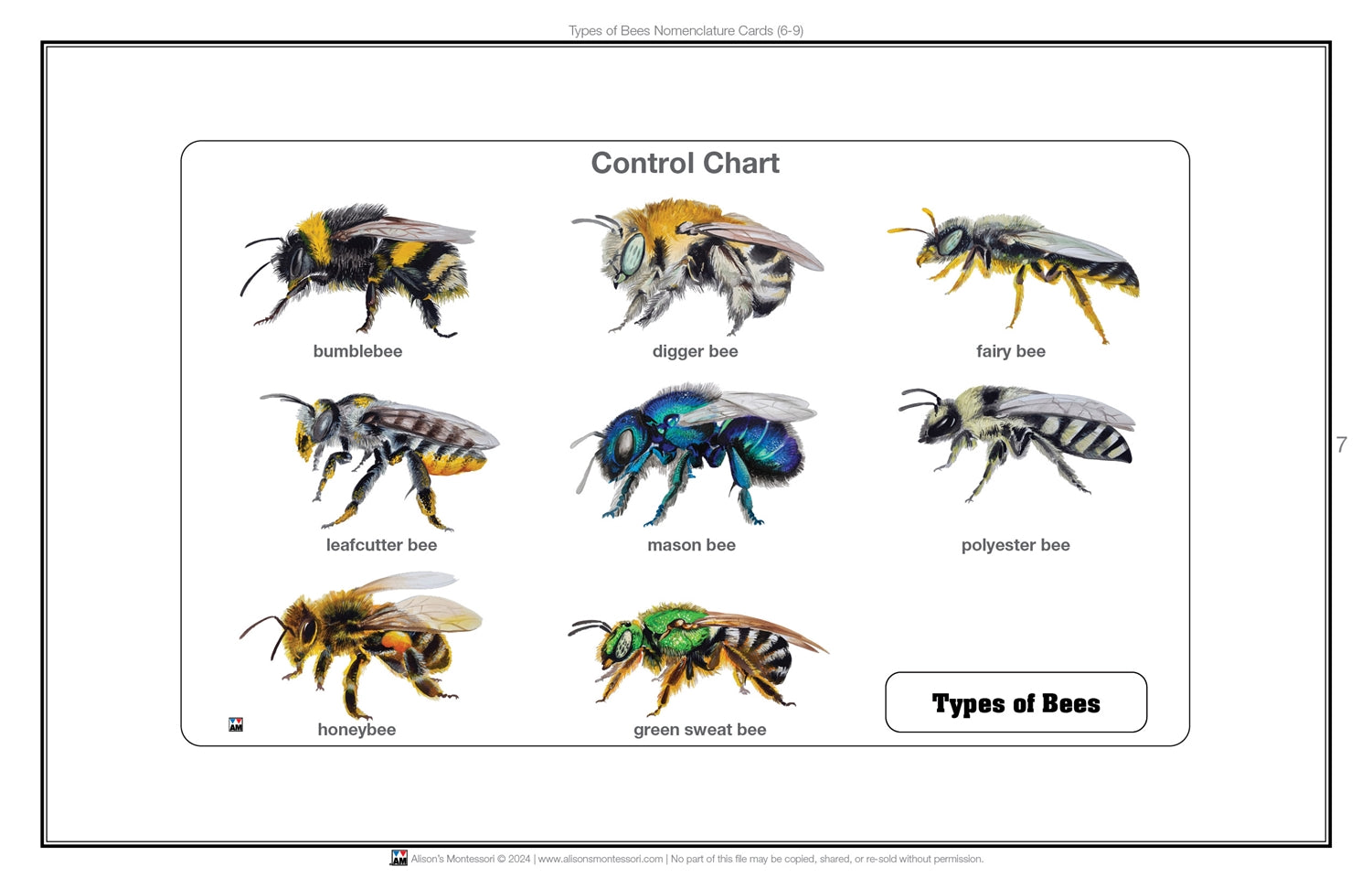Types of Bees Nomenclature Cards 3-6 (Printed)