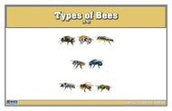 Types of Bees Nomenclature Cards 6-9 (Printed)