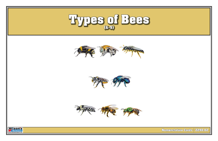 Types of Bees Nomenclature Cards 6-9 (Printed)