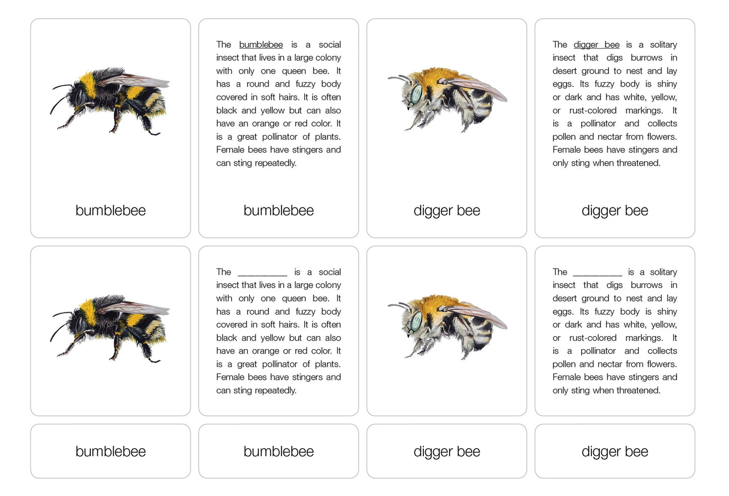 Types of Bees Nomenclature Cards 6-9 (Printed)