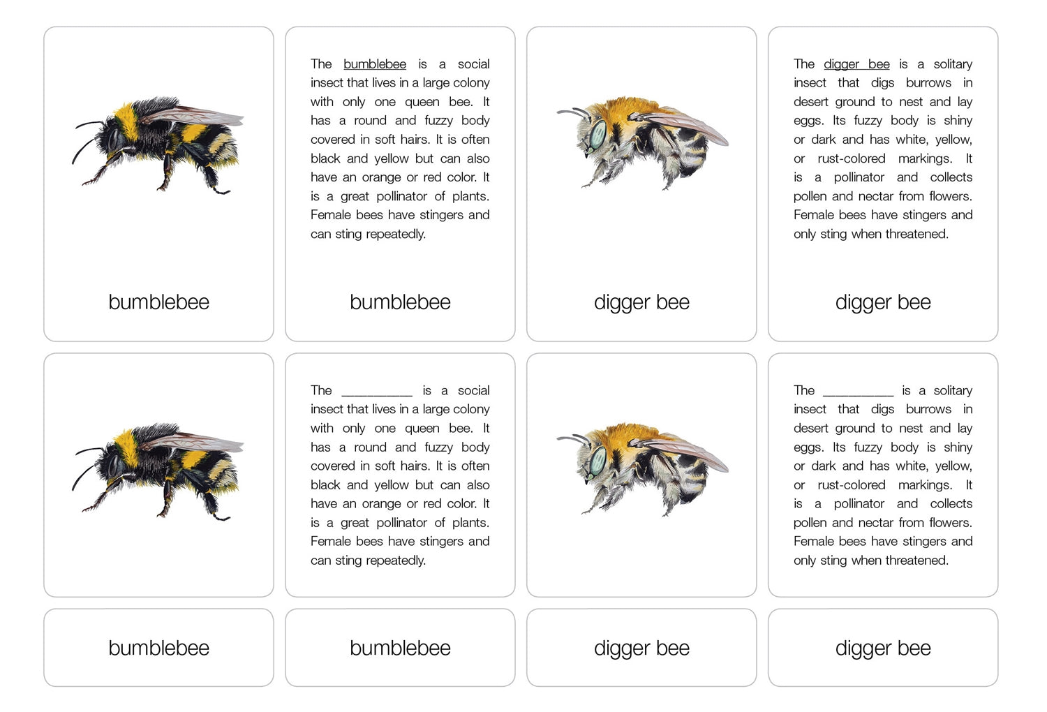 Types of Bees Nomenclature Cards 6-9 (Printed)