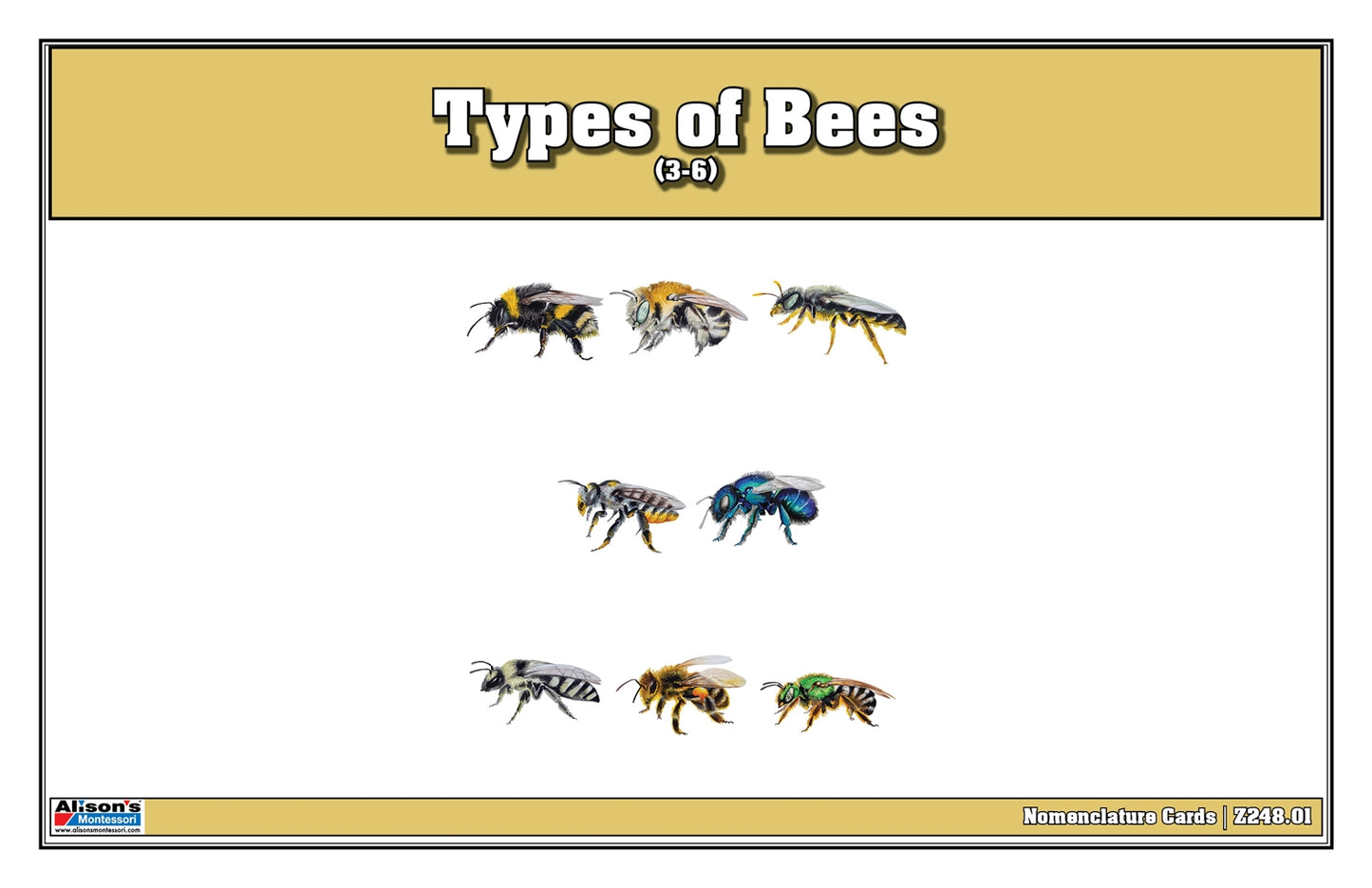 Types of Bees Puzzle with Nomenclature Cards 3-6 (Printed)