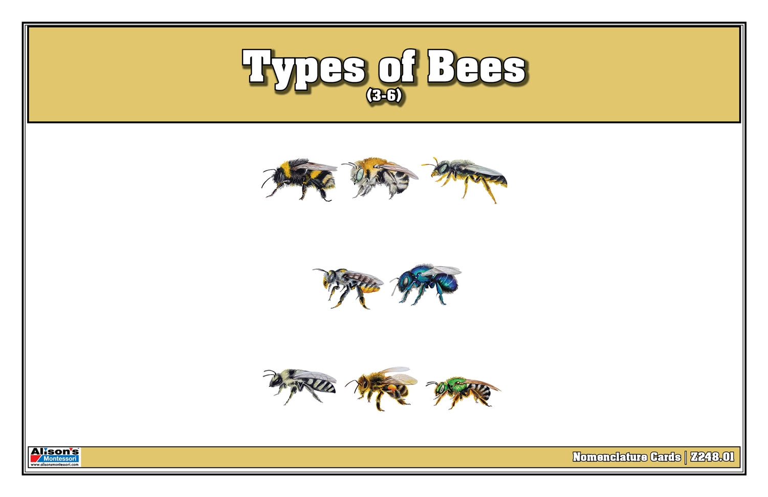 Types of Bees Puzzle with Nomenclature Cards 3-6 (Printed)
