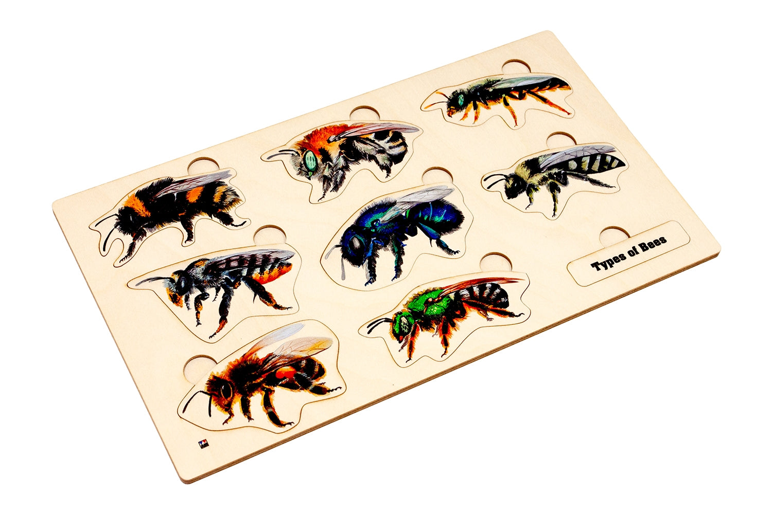 Types of Bees Puzzle with Nomenclature Cards 6-9 (Printed)
