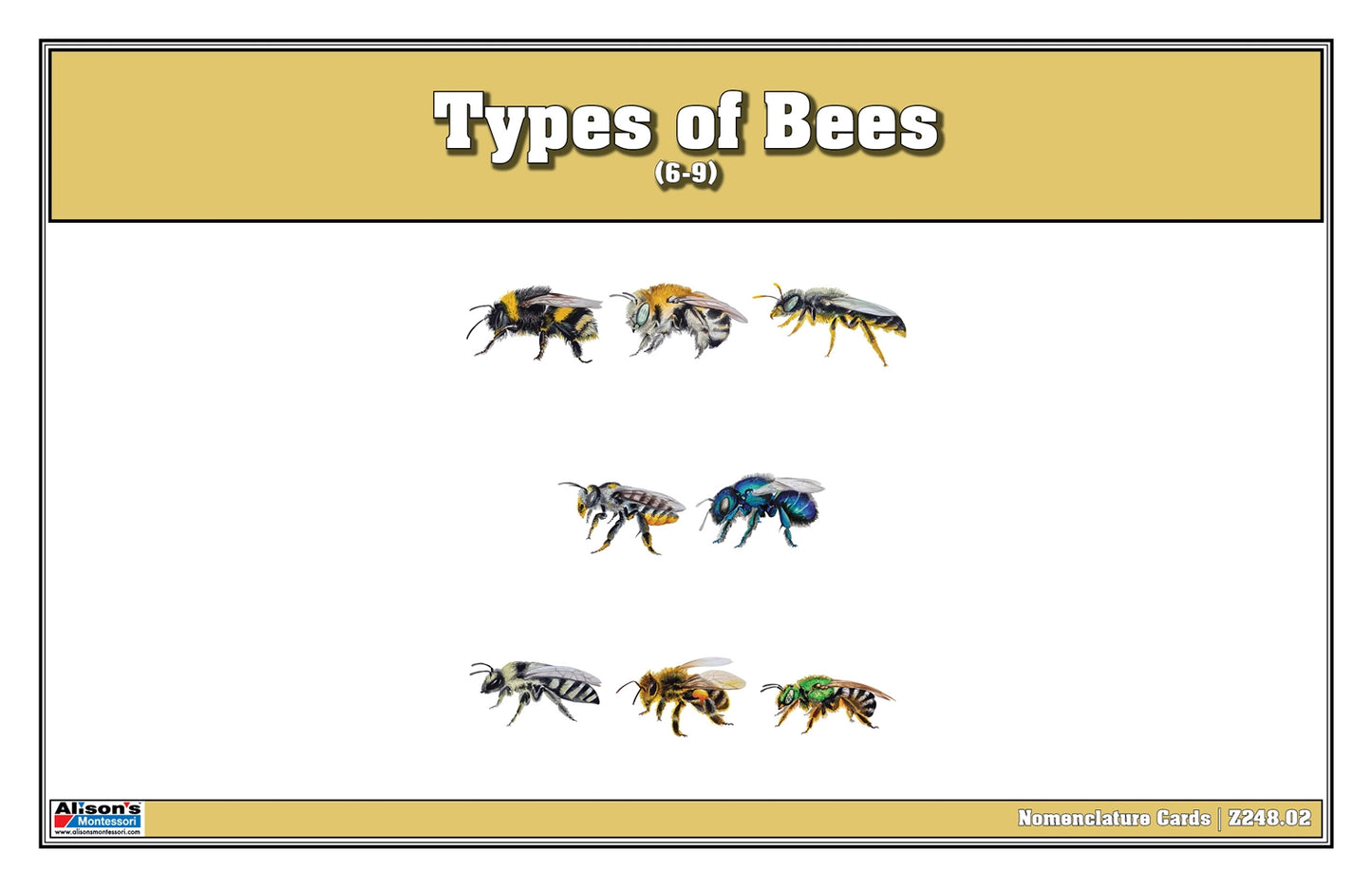 Types of Bees Puzzle with Nomenclature Cards 6-9 (Printed)