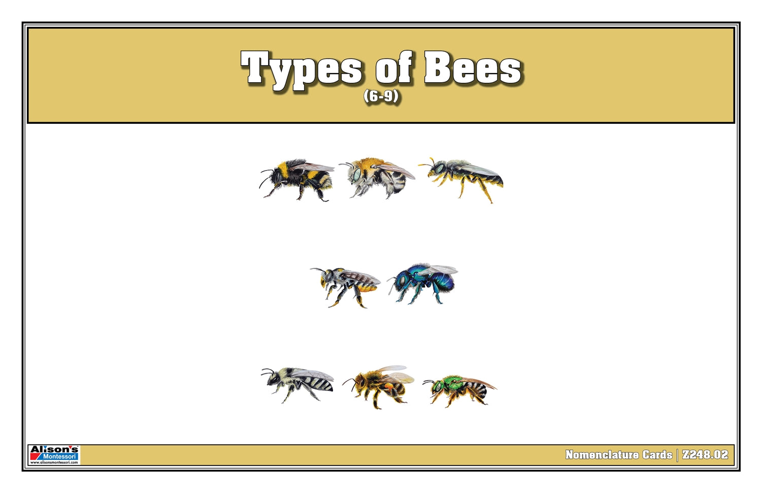 Types of Bees Puzzle with Nomenclature Cards 6-9 (Printed)