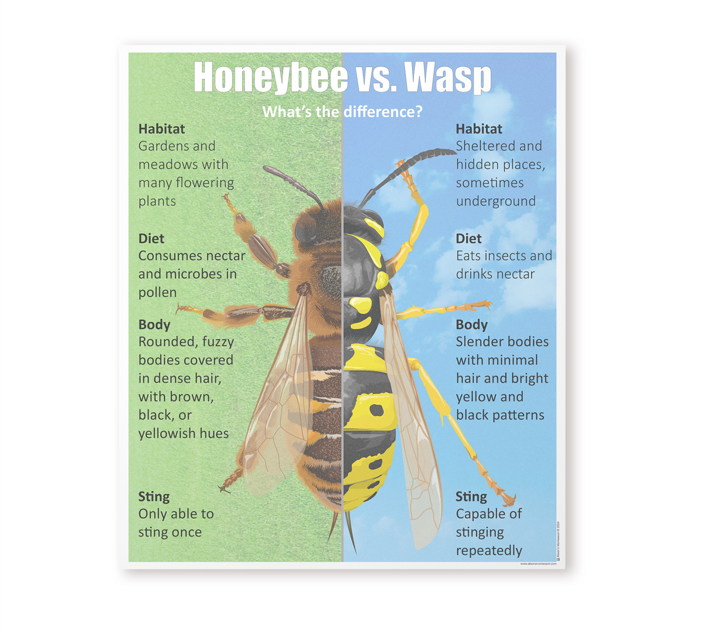 Honeybee vs Wasp Chart with Cards