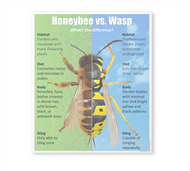 Honeybee vs Wasp Chart with Cards