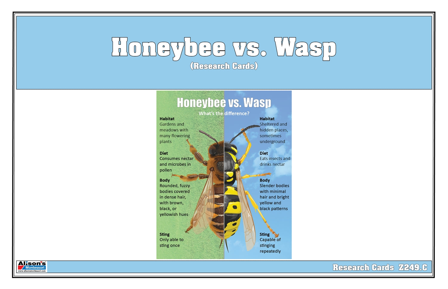 Honeybee vs Wasp Chart with Cards