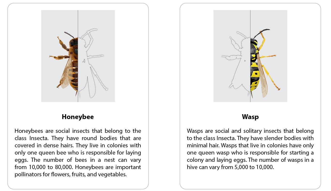 Honeybee vs Wasp Chart with Cards