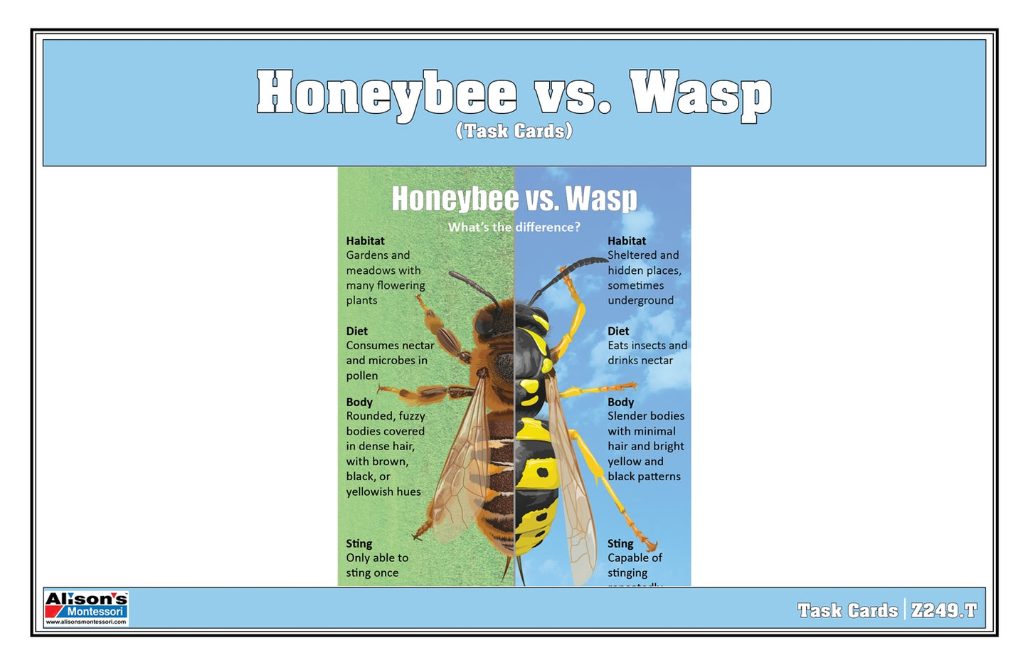 Honeybee vs Wasp Chart with Cards