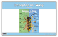 Honeybee vs Wasp Chart with Cards