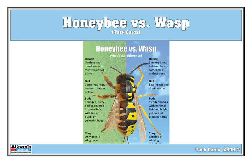 Honeybee vs Wasp Chart with Cards