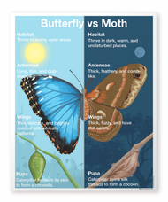 Butterfly vs Moth Chart with Cards