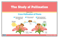 The Study of Pollination Research Cards