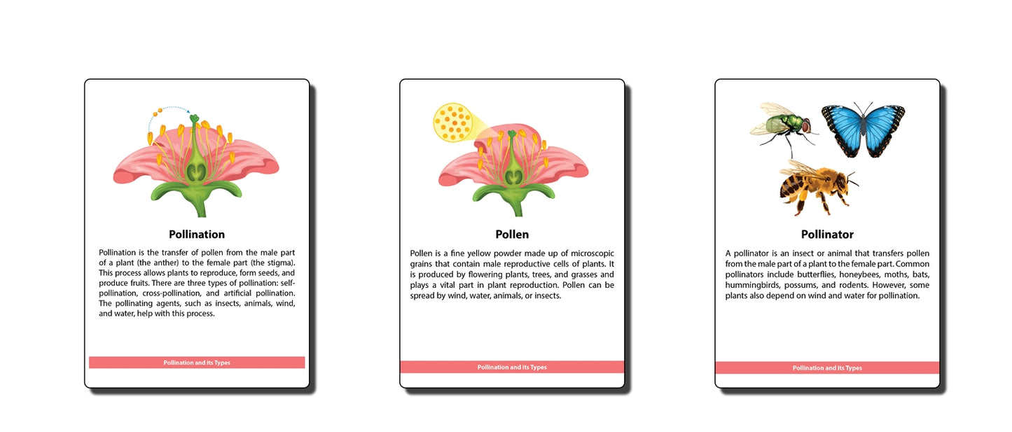 The Study of Pollination Research Cards