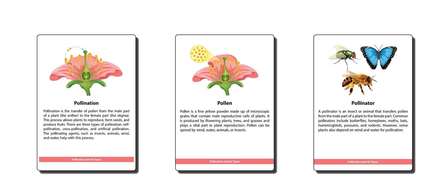 The Study of Pollination Research Cards