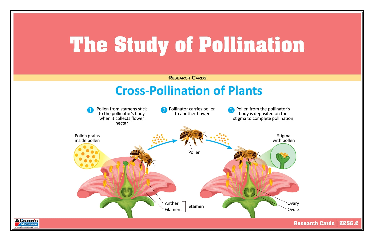 The Study of Pollination Supplement Materials