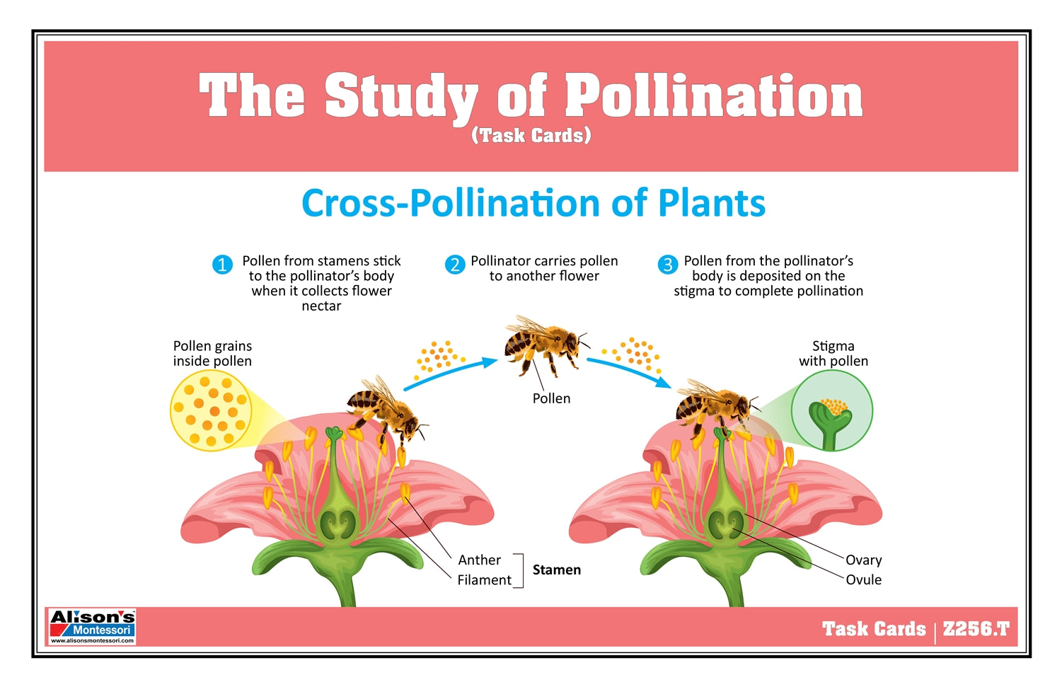 The Study of Pollination Task Cards
