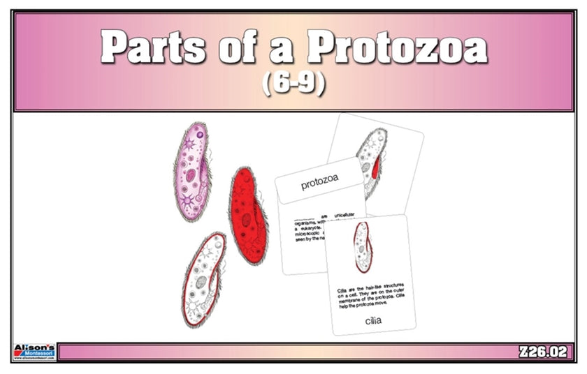 Parts of a Protozoa Nomenclature Cards (6-9) (Printed)