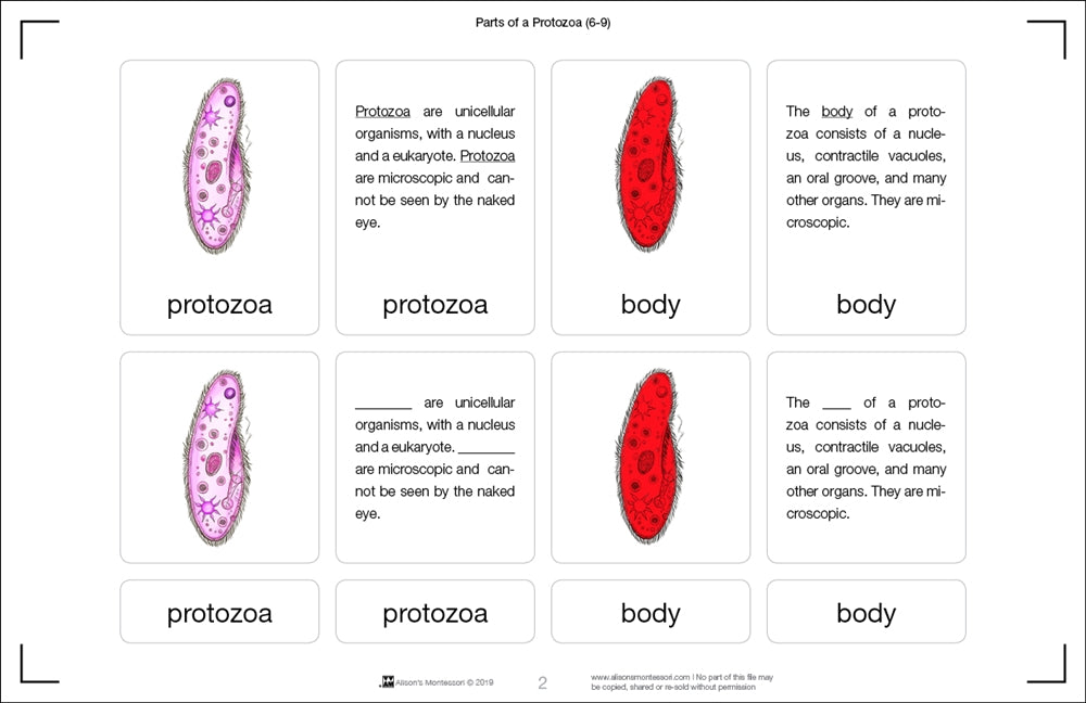 Parts of a Protozoa Nomenclature Cards (6-9) (Printed)