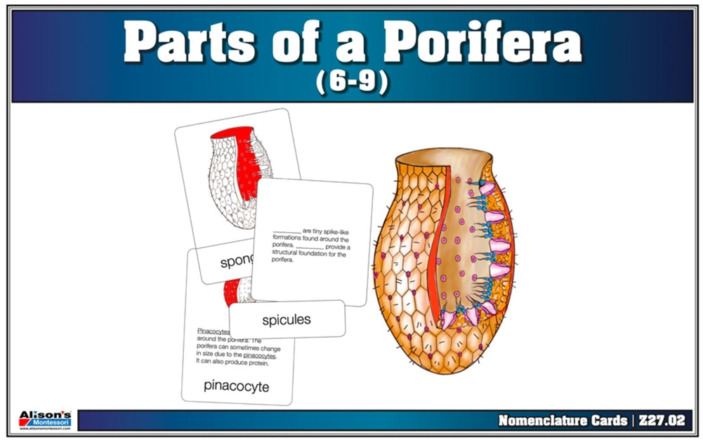 Parts of a Porifera Nomenclature Cards (6-9) (Printed)