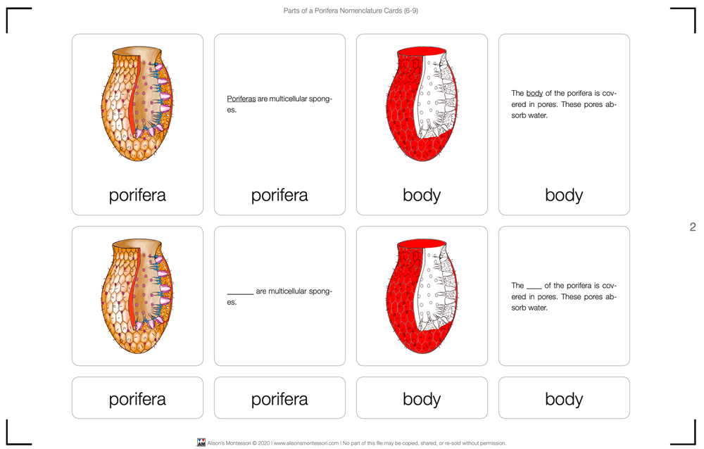 Parts of a Porifera Nomenclature Cards (6-9) (Printed)