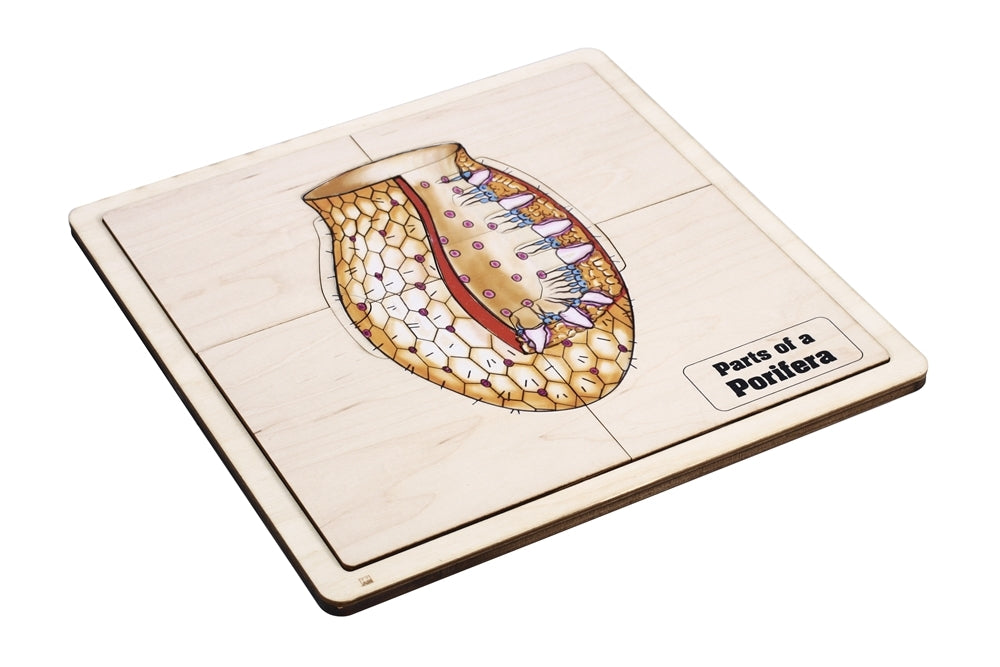 Parts of a Porifera Puzzle with Nomenclature Cards (6-9)