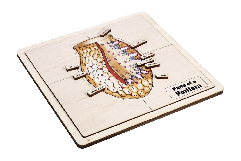 Parts of a Porifera Puzzle with Nomenclature Cards (6-9)