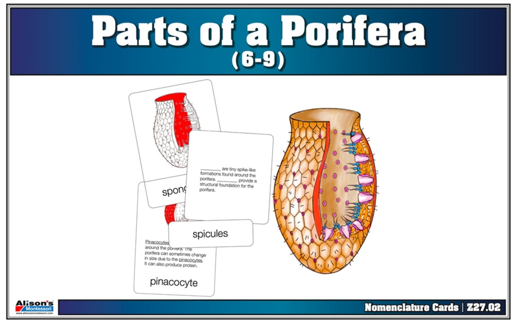 Parts of a Porifera Puzzle with Nomenclature Cards (6-9)