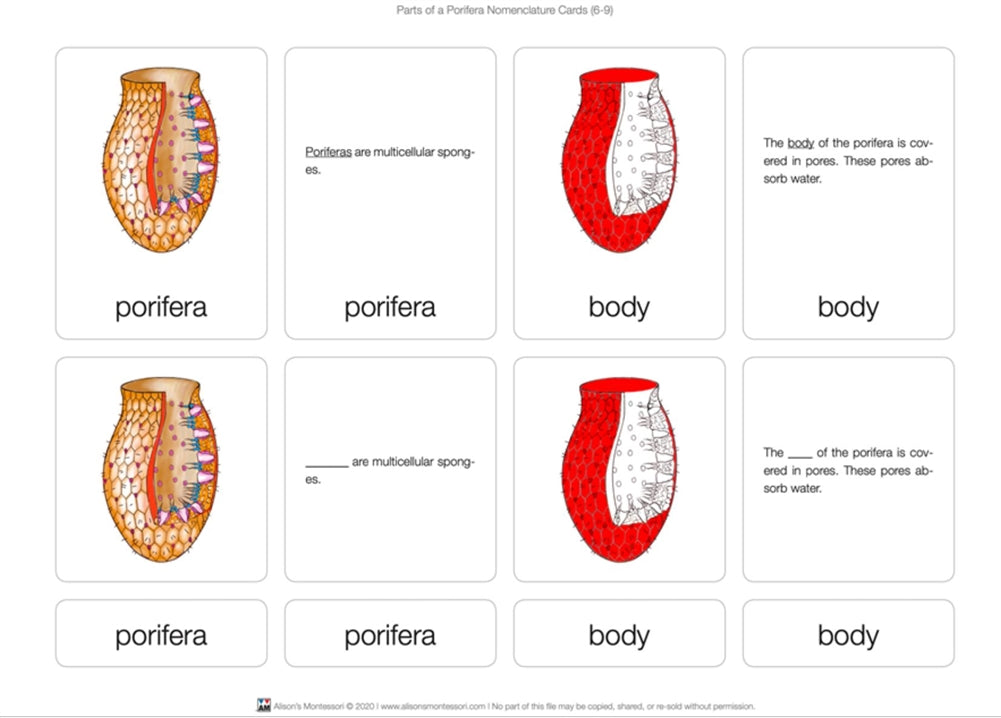 Parts of a Porifera Puzzle with Nomenclature Cards (6-9)