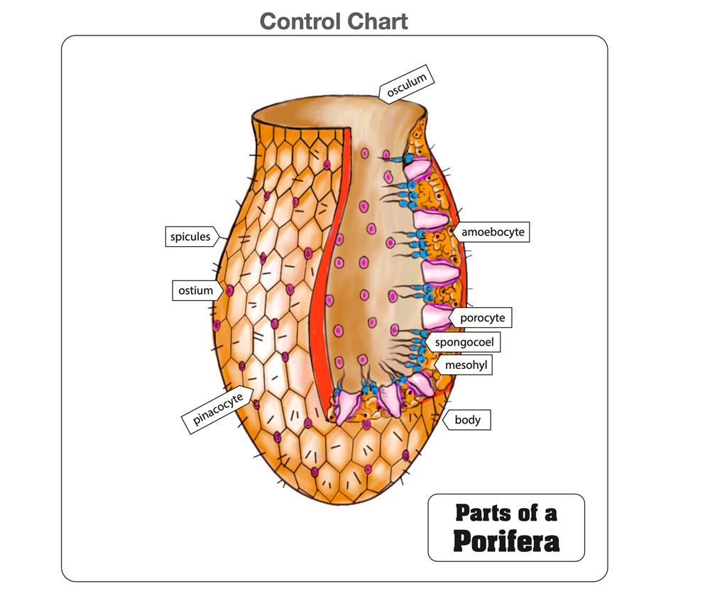 Parts of a Porifera Puzzle