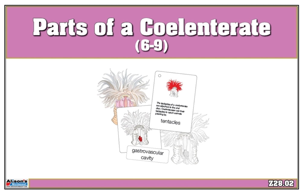 Parts of a Coelenterate Nomenclature Cards (6-9) (Printed)