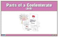 Parts of a Coelenterate Nomenclature Cards (6-9) (Printed)