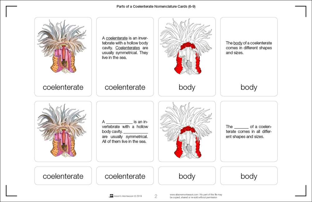 Parts of a Coelenterate Nomenclature Cards (6-9) (Printed)