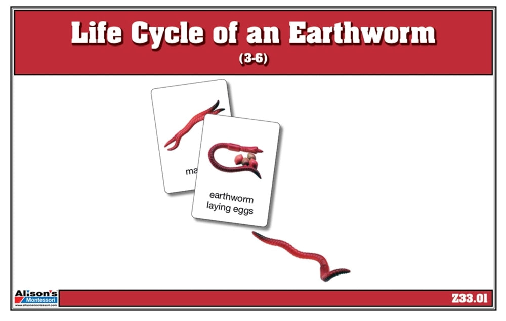 Life Cycle of an Earthworm Nomenclature Cards (Printed)