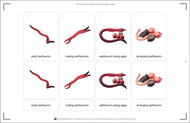 Life Cycle of an Earthworm Nomenclature Cards (Printed)