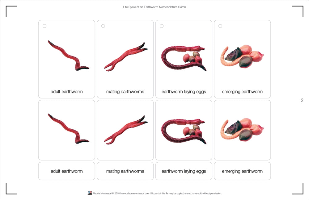 Life Cycle of an Earthworm Nomenclature Cards (Printed)