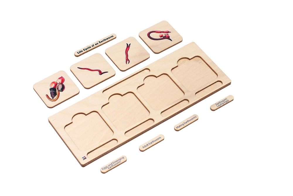 Life Cycle Puzzle: Earthworm 1