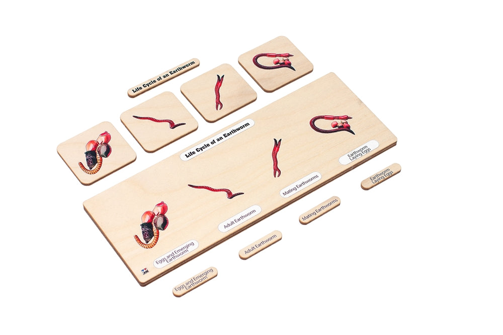 Life Cycle Puzzle: Earthworm 1
