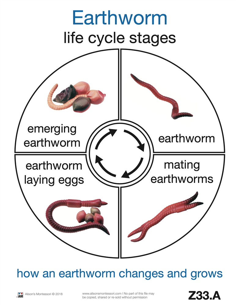 Life Cycle of an Earth Worm Cards (Printed)