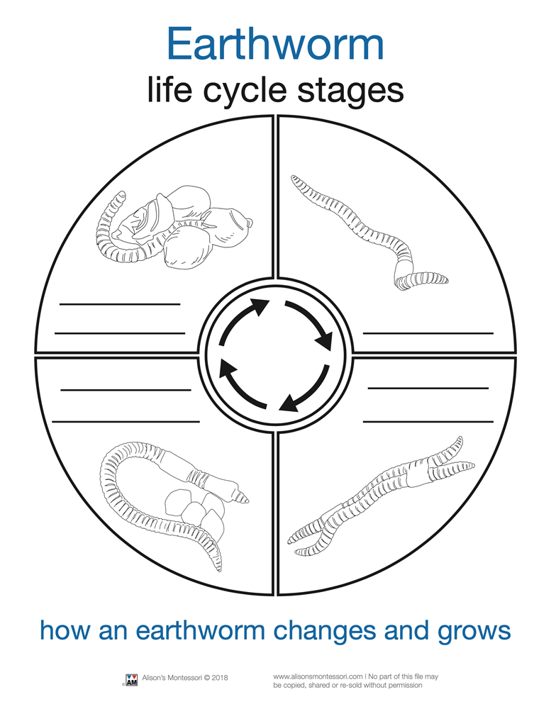 Life Cycle of an Earth Worm Cards (Printed)