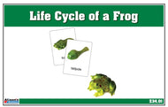 Life Cycle of a Frog Nomenclature Cards (Printed)