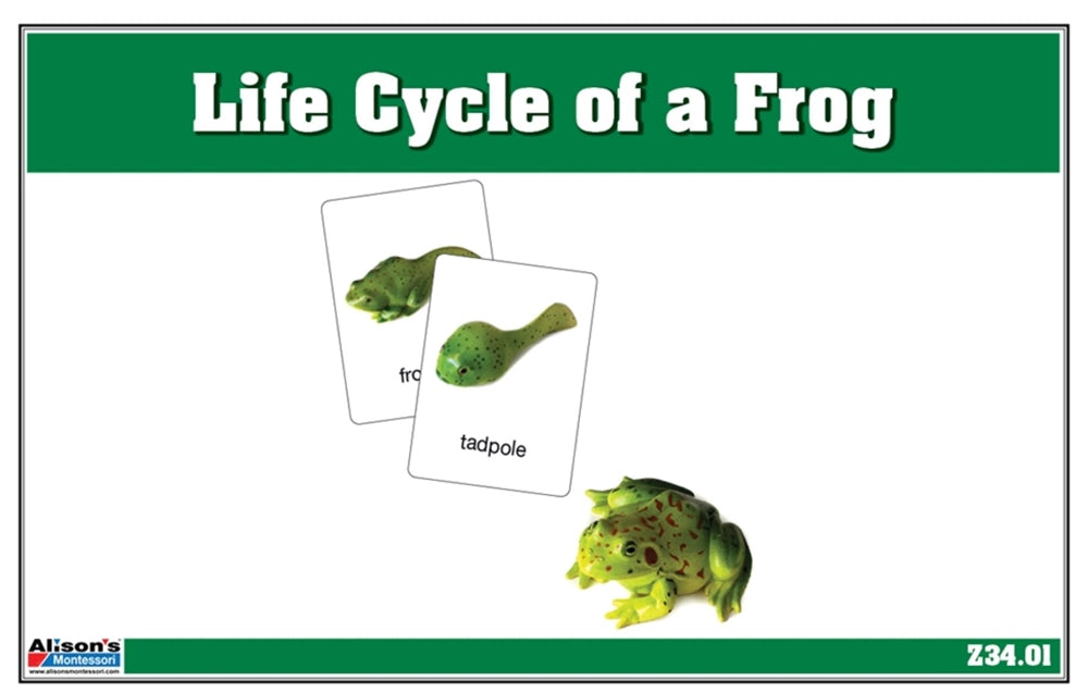 Life Cycle of a Frog Nomenclature Cards (Printed)