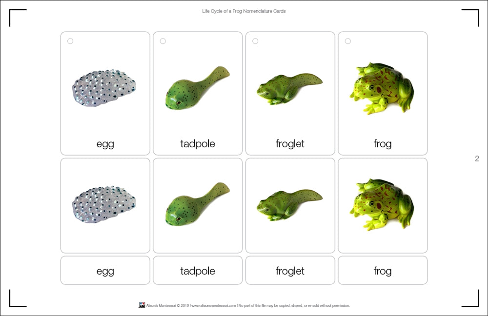 Life Cycle of a Frog Nomenclature Cards (Printed)