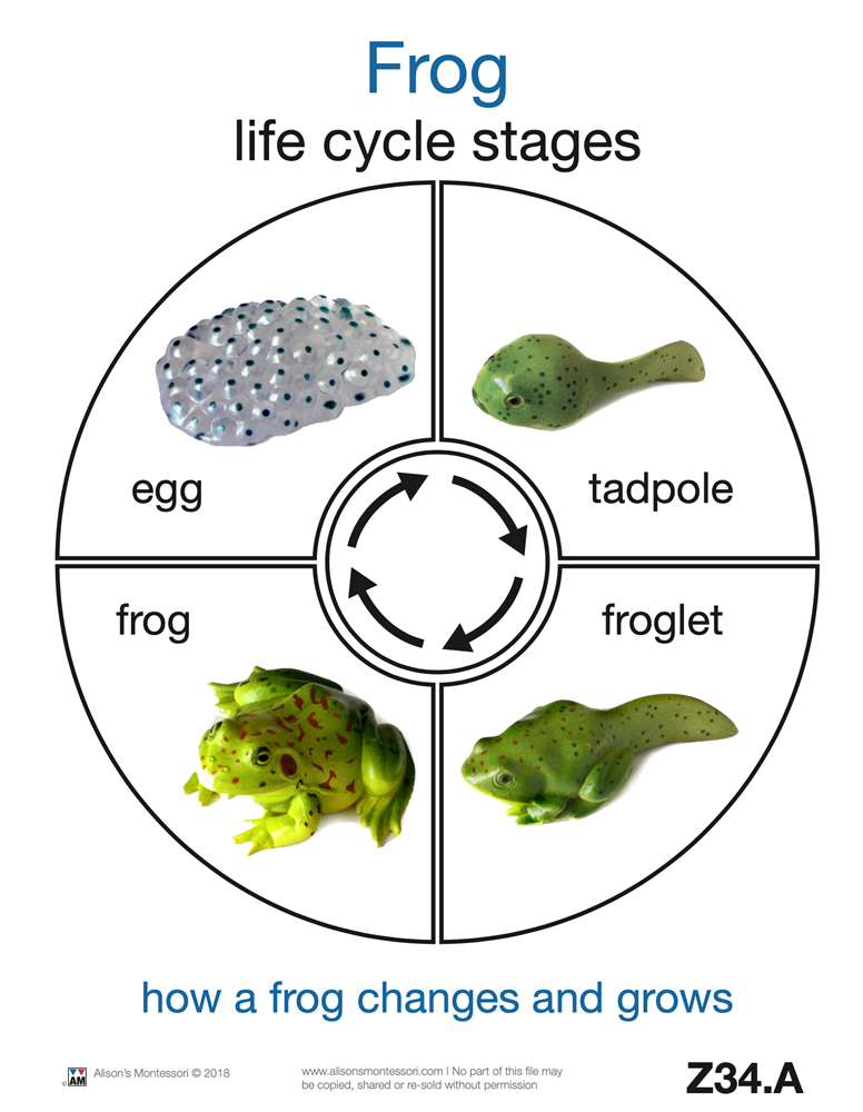 Life Cycle of a Frog Cards (Printed)