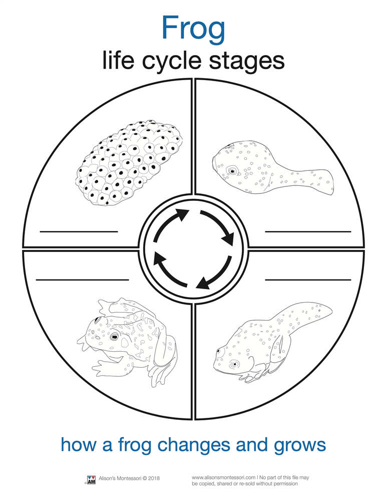 Life Cycle of a Frog Cards (Printed)