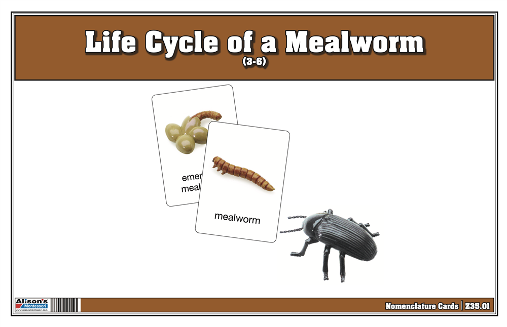 Life Cycle of a Mealworm Nomenclature Cards (Printed)