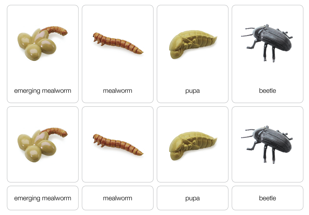 Life Cycle of a Mealworm Nomenclature Cards (Printed)